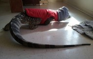 Monitor lizard as a pet