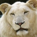 The rarest animals