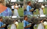 The world’s rarest weddings