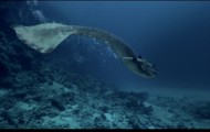 Skeleton of a mermaid: the incredible discovery off the coast of Sozopol