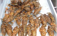 Guide to exotic delicacies of insects