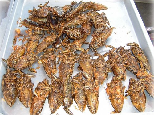 delicacies of insects
