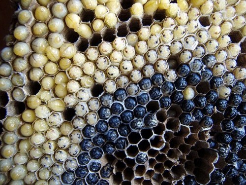 delicacies of insects