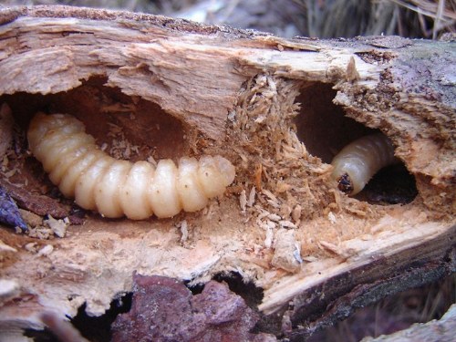 delicacies of insects