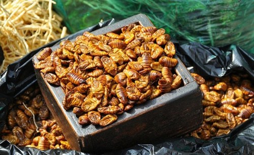 delicacies of insects