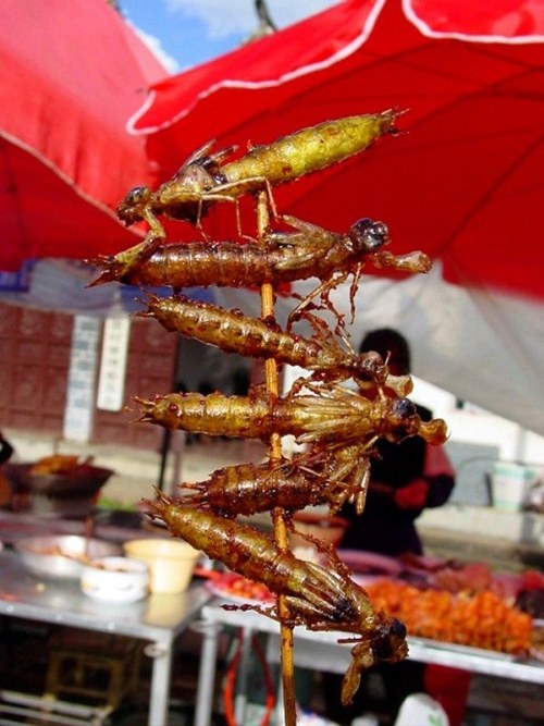 delicacies of insects