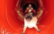 Hilarious moments from the life of dogs