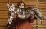 Most giant in the world of pets