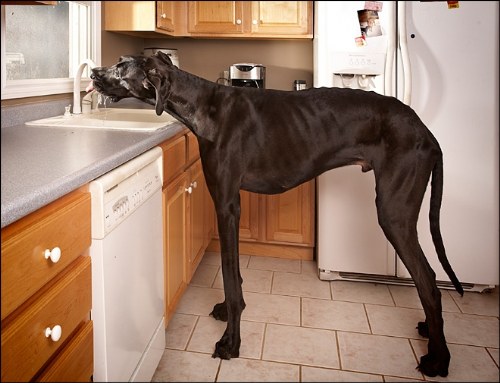 giants of pets
