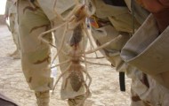 Horrible, disgusting and giant spider creature