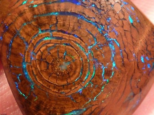 rare woody opal