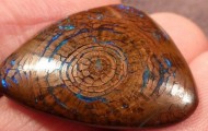 A rare woody opal