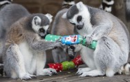 Christmas in the animal world