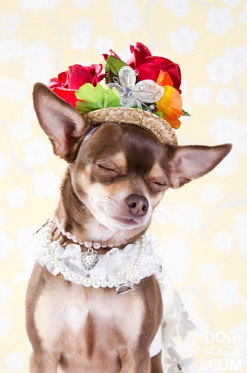 dog fashion