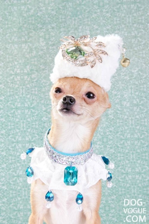 dog fashion