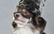 Dog Vogue. Guide to the world of dog fashion