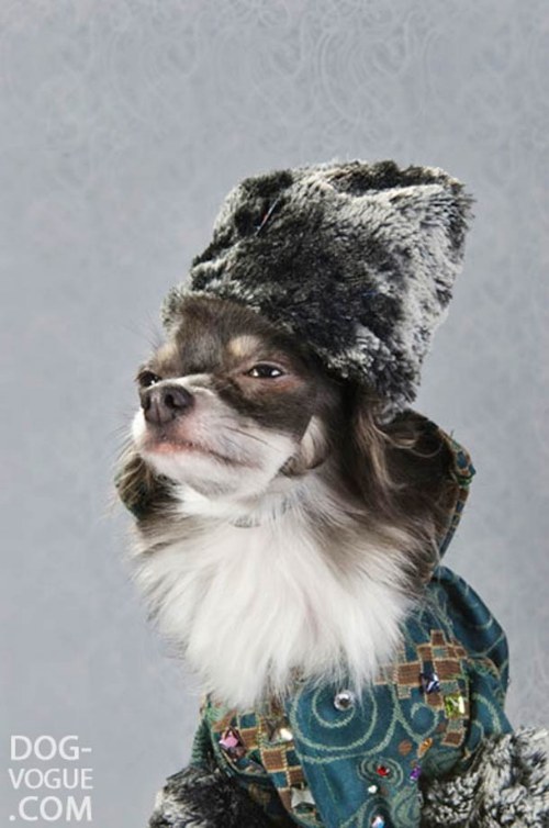 dog fashion