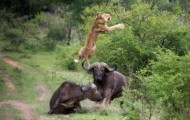 Lion against buffalo or a friend is known in trouble