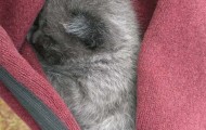 Rescue kitten from the underground pipe