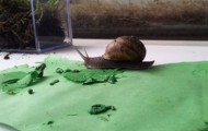 Decorative ornaments made from snails
