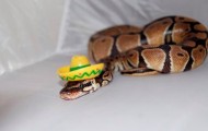 Snake charming hats
