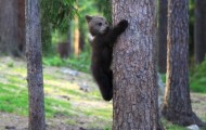 Bears in Finland lead dance