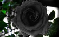 Black roses village “Halfeti”