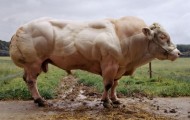 “Inflated” bulls come from Belgium