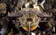 Extraterrestrial sea creatures