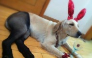 Crazy Chinese dogs dressed up in tights