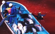 Annual killing of dolphins in Japan