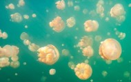 Jellyfish Lake