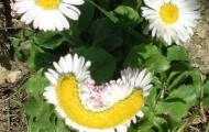 Mutants of the plants world