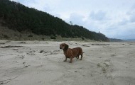 Fat dachshund dog lost 22 pounds thanks to surgery