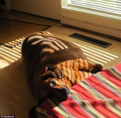 fat dog