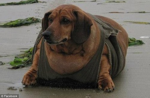 fat dog