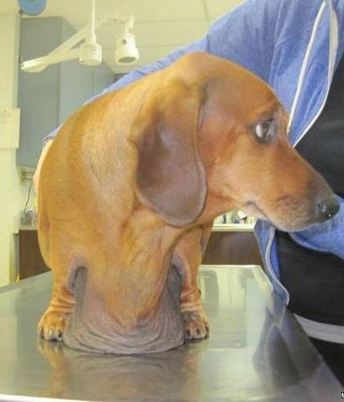 fat dog