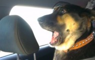 Picdump: The world’s funniest, curious and weirdest pictures #15