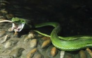 In a zoo a mouse wanted to save another from the jaws of a snake