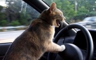 Pictures of cats made at the right time