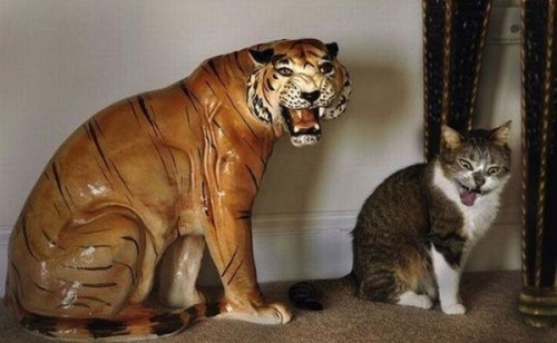 funny cats
