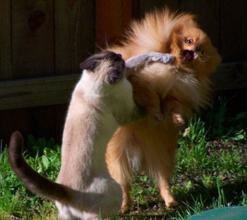 funny cats