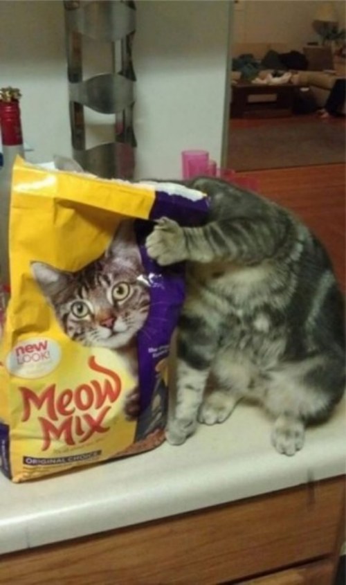 funny cats