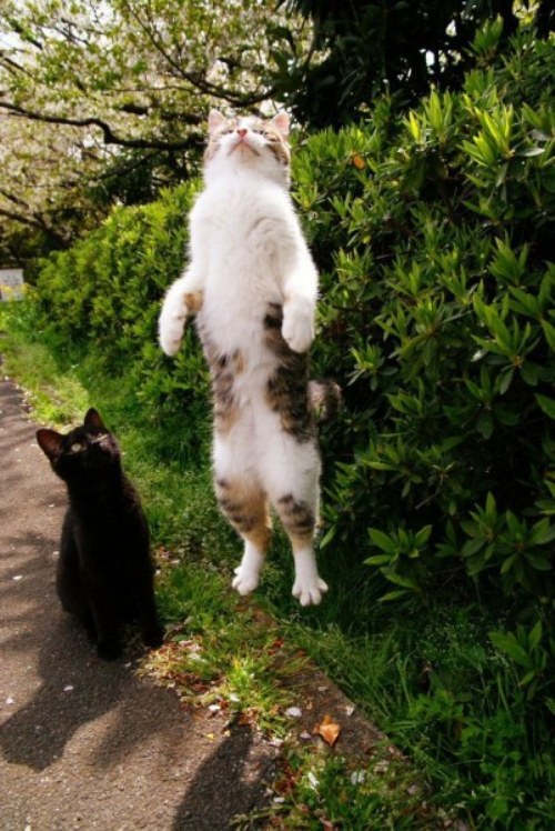 funny cats