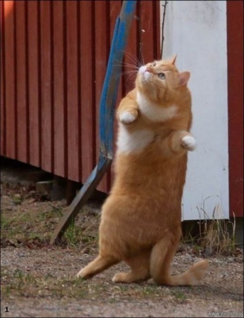 funny cats