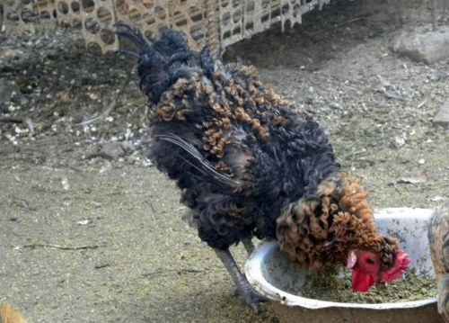curly hair rooster