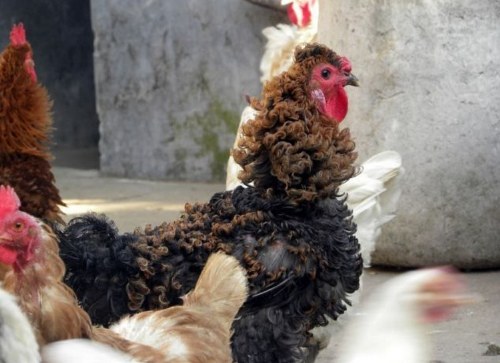 curly hair rooster
