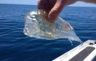 Fantastic transparent fish caught in New Zealand