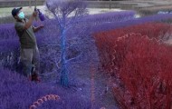 Colorful gardens in Thai Rangsit University