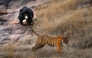 Mother bear protecting her cubs against two tigers